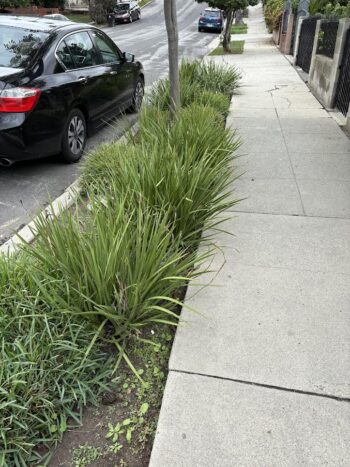 African iris in a park strip