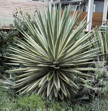 Narrow leaf Agave