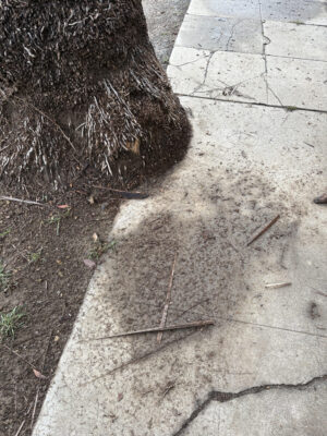 Palm base overlapping the sidewalk