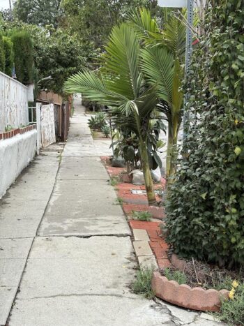 palm growing into the sidewalk