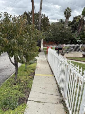 Peach Tree hanging over sidewalk