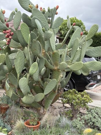 Prickly Pear Cacti