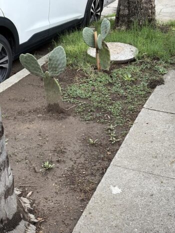 baby prickly pear cacti