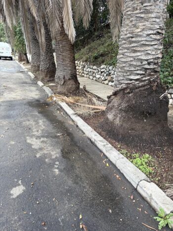 palms in a park strip