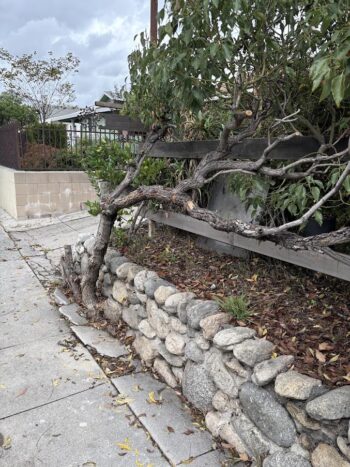 full grown tree in a crevice by the sidewalk
