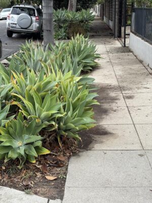Smooth Agave