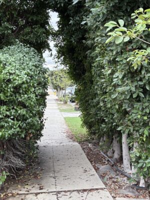 Star Jasmine and laurels blocking sidewalk