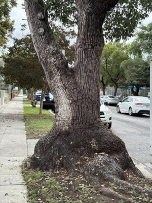 Camphor in a park strip