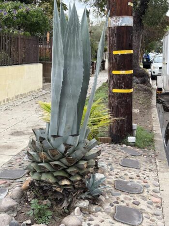 Bad pruning of an Agave