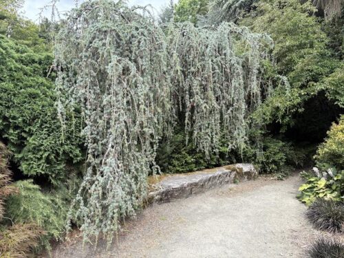 Weeping Blue Atlas Cedar and path in Kubota Garden