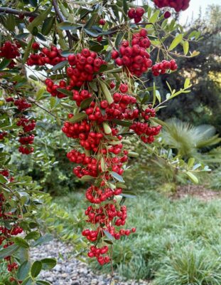 Red Pyracantha Berries