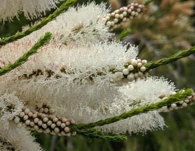 Melaleuca flowers