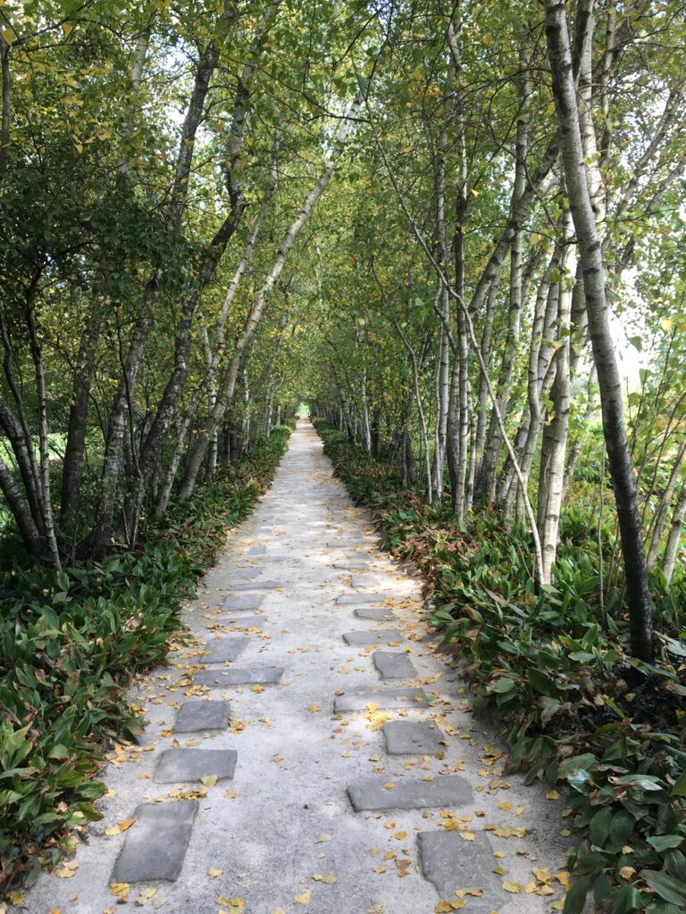 European White Birch