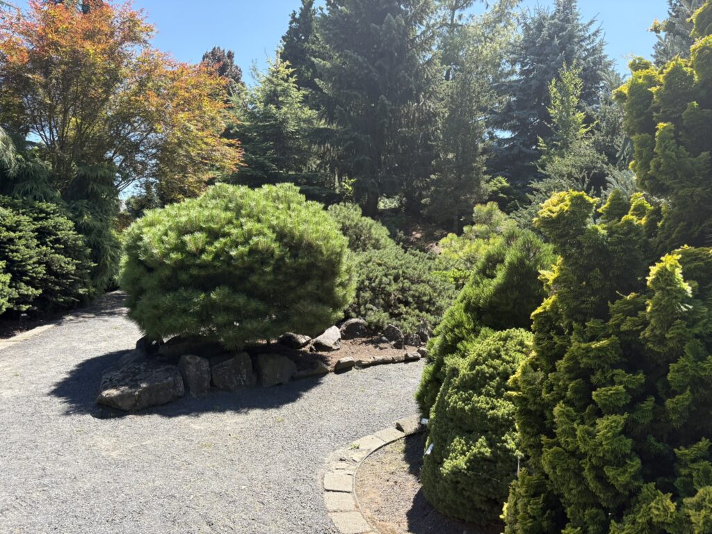 path in the Conifer Garden at the Oregon Garden