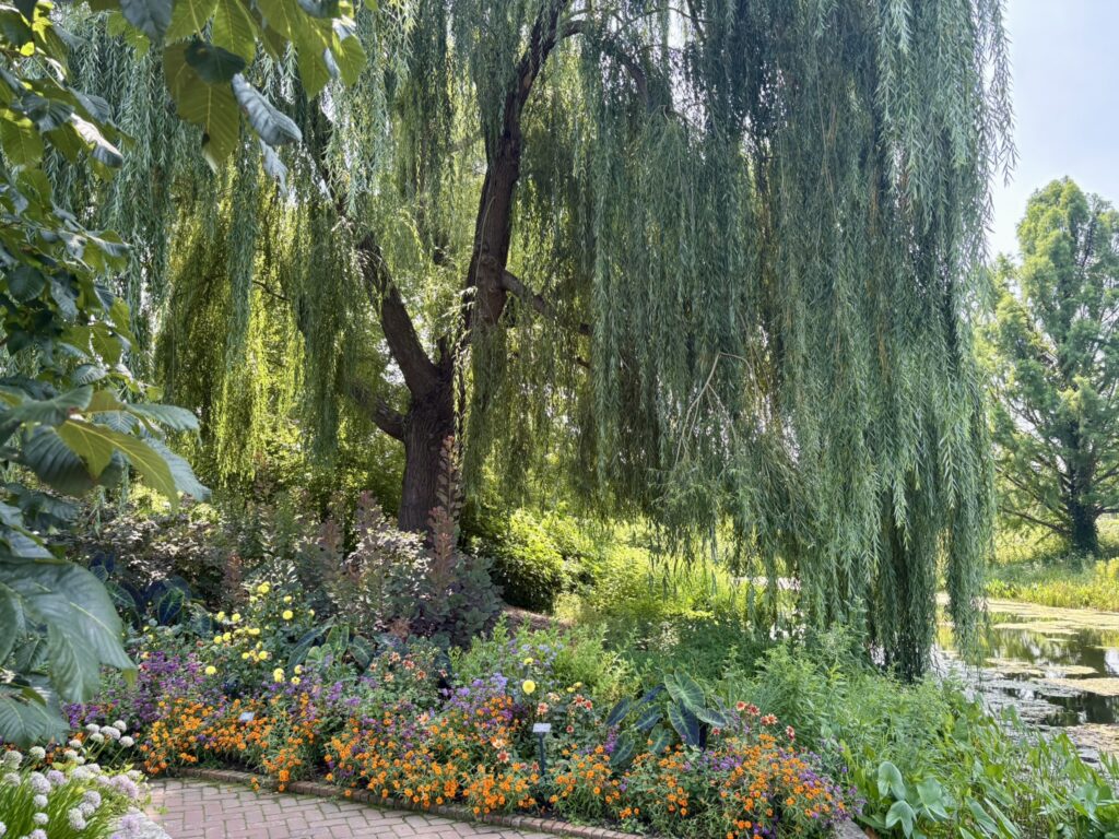 Weeping Willow with flowers