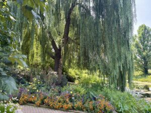 Weeping Willow with flowers