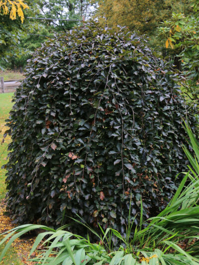 Weeping Purple Beech