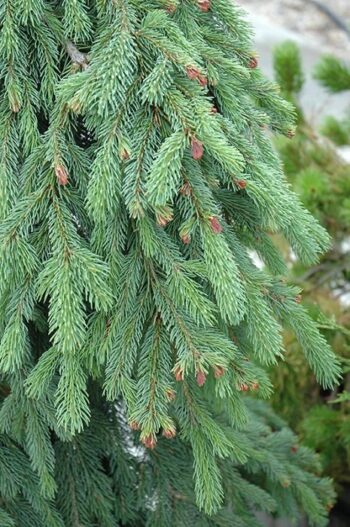 Weeping Spruce