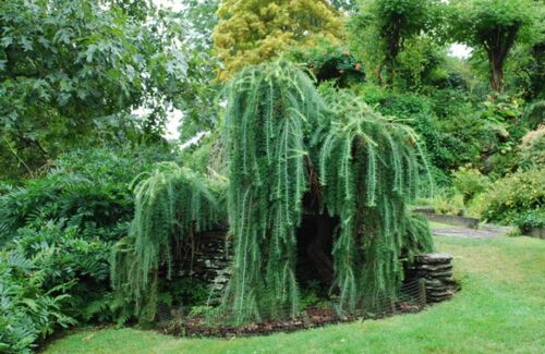 Weeping Larch