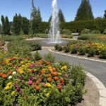 zinnias and center fountain at the Oregon Garden