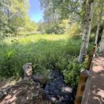 marsh and bench at the Oregon Garden