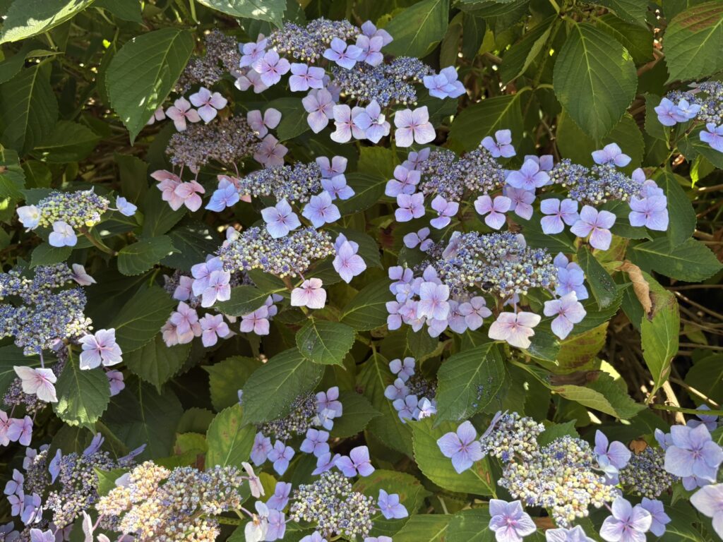 Lace cap Hydrangea at the Oregon Garden