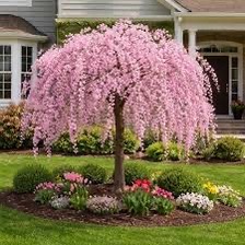 Weeping Cherry