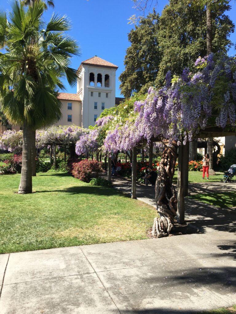 Wisteria on an Arbor