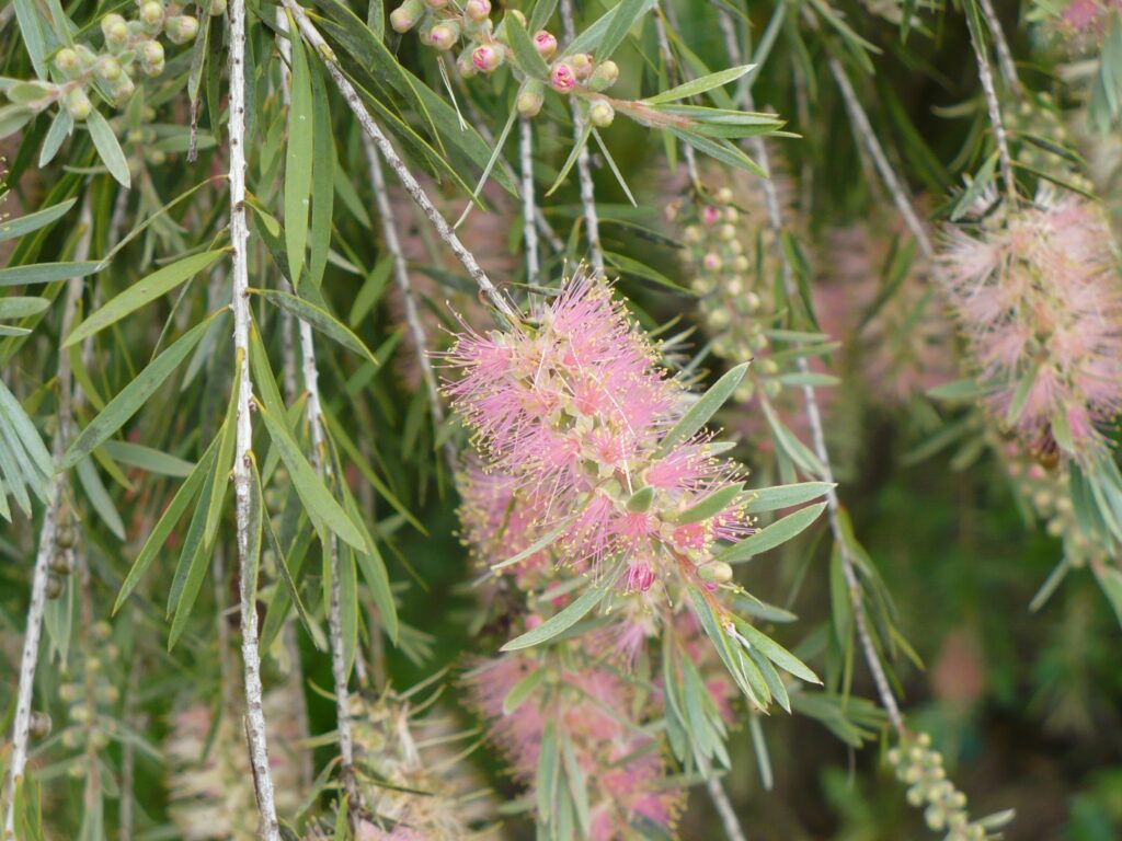 Weeping Bottlebrush flowers