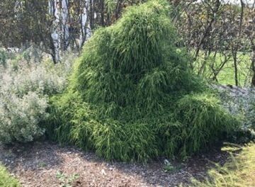 Weeping Cypress or Chamaecyparis