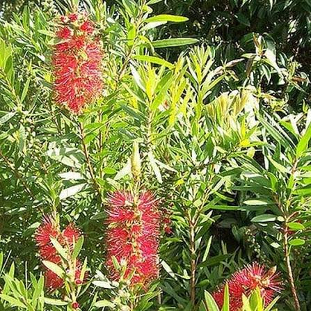 flowers of lemon bottlebrush