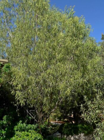 Geijera-Desert Willow