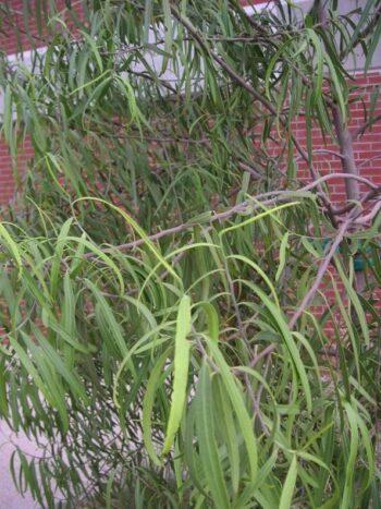 Australian Willow- Geijera leaves