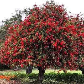 lemon Bottlebrush- Callistemon citrinus