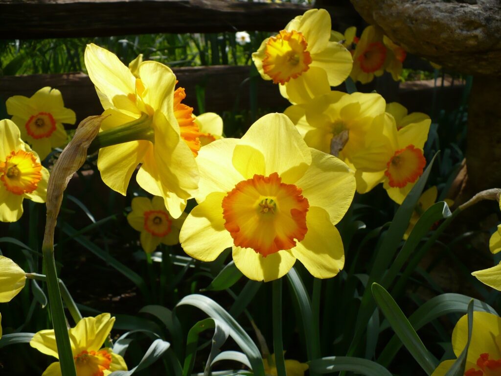 Daffodils are easy color for Spring