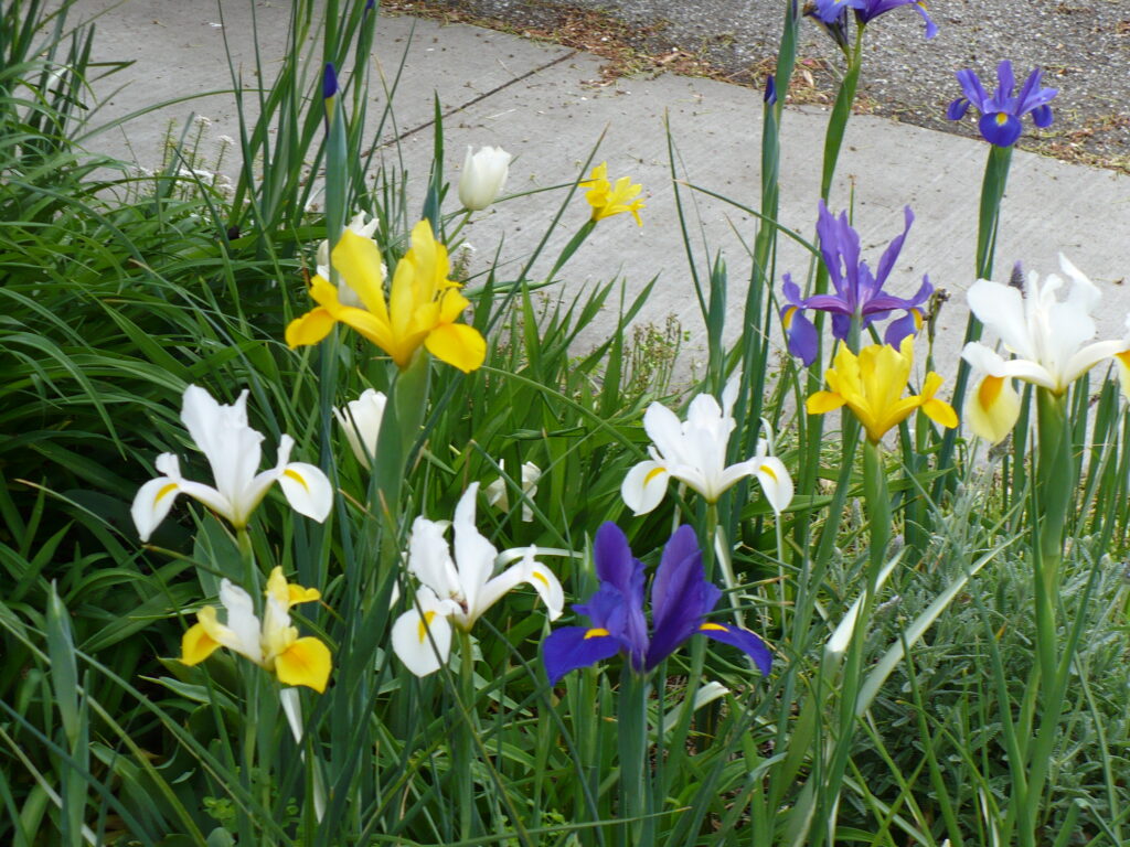 Dutch Iris' for Spring Color