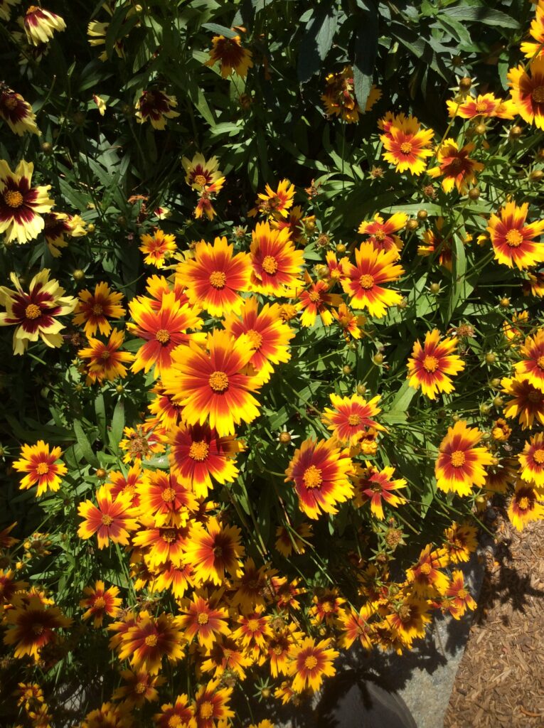 pop of color brings happiness