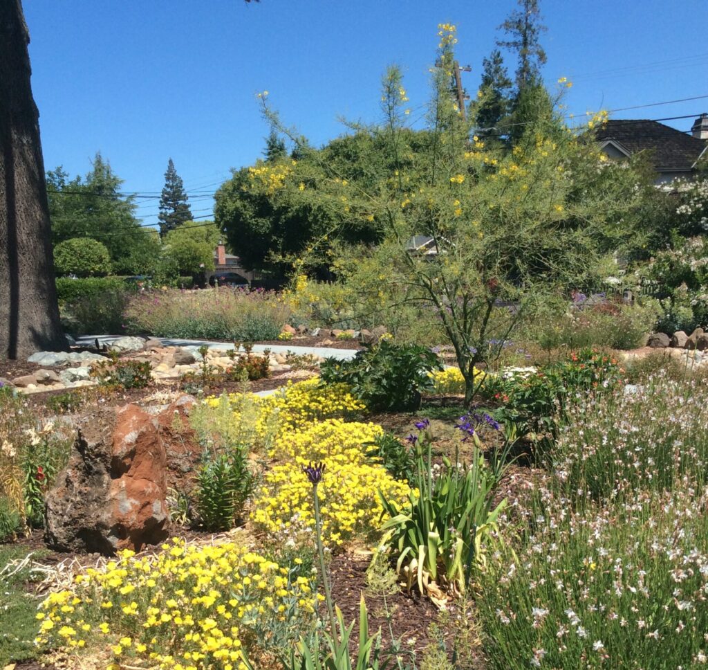 adding color and flowering plants can give a dramatic look to the garden