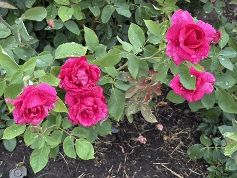 Magenta Roses in Spokane Rose Garden