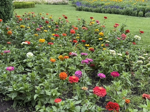 Zinnia Bed at Duncan Gardens Spokane