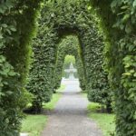 Arches made from Hedges