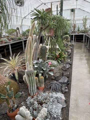 Cacti Collection in the Carver Conservatory