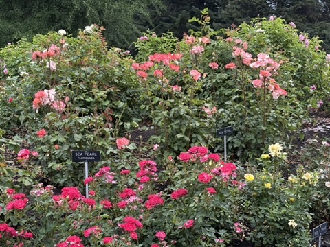 Rose Garden in Morito Park Spokane