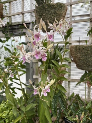 Orchid in Carver Conservatory