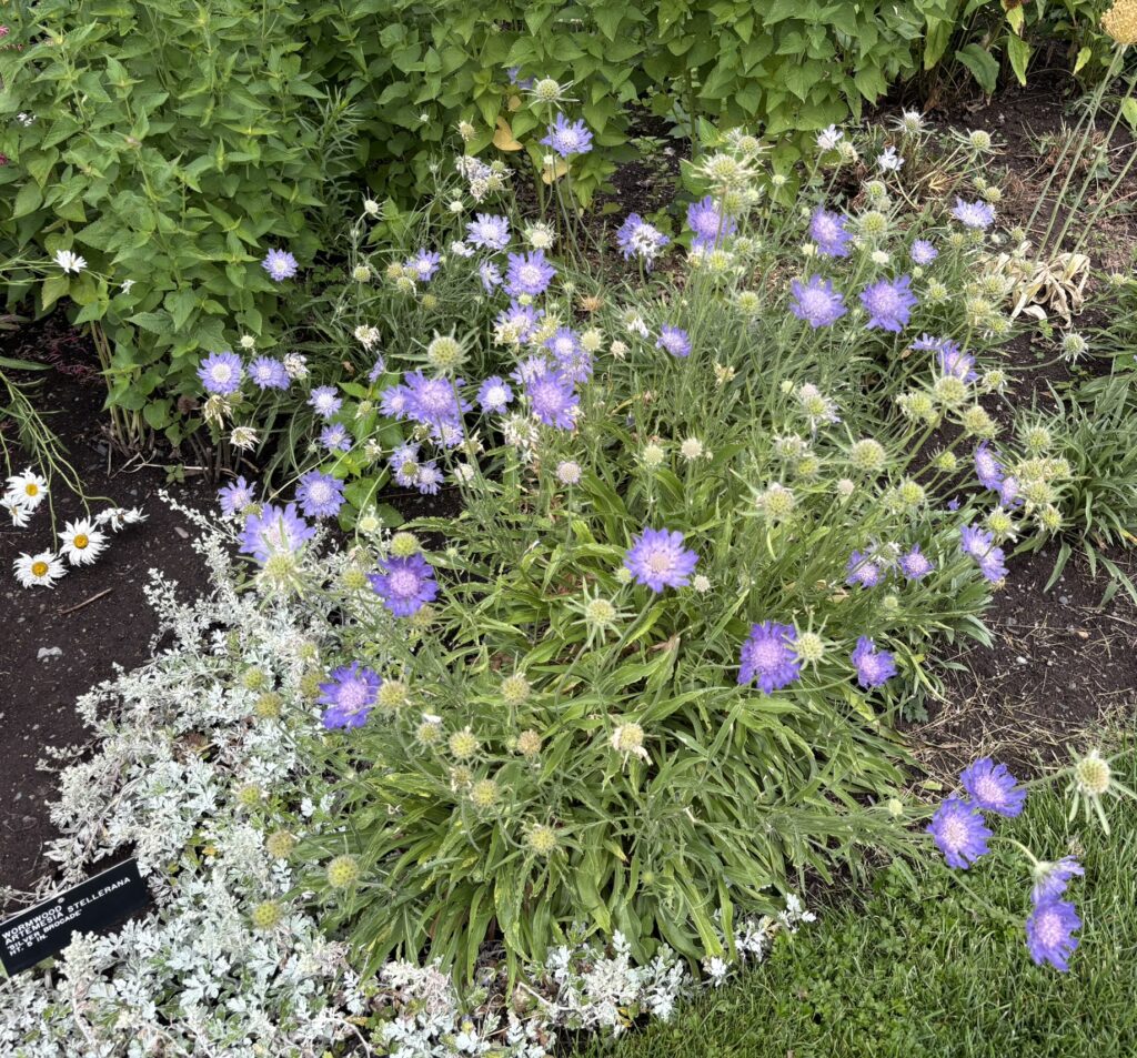 Asters with Snow in Summer Spokane