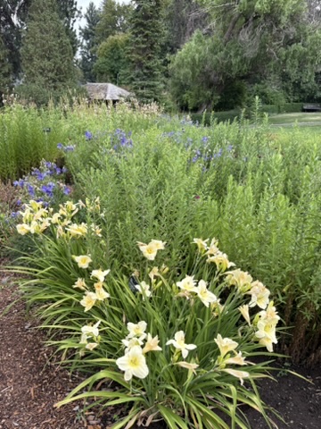 Daylilies in Perennials Border Spokane