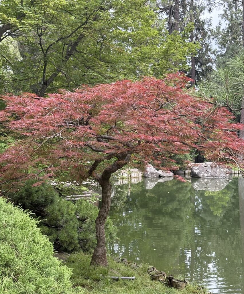Bright Red Dwarf Japanese Maple in Manito Park