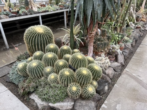 Barrel Cactus at Carver Conservatory Spokane