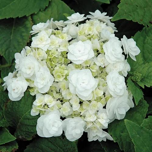 Bridal Veil Hydrangea
