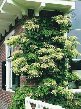 Hydrangea anomala- Climbing Hydrangea